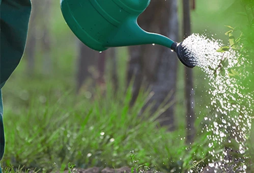 Giving water to a tree